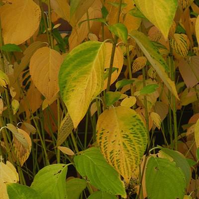 Cornus sericea 'Flaviramea' ~ Yellow Twig Dogwood-ServeScape