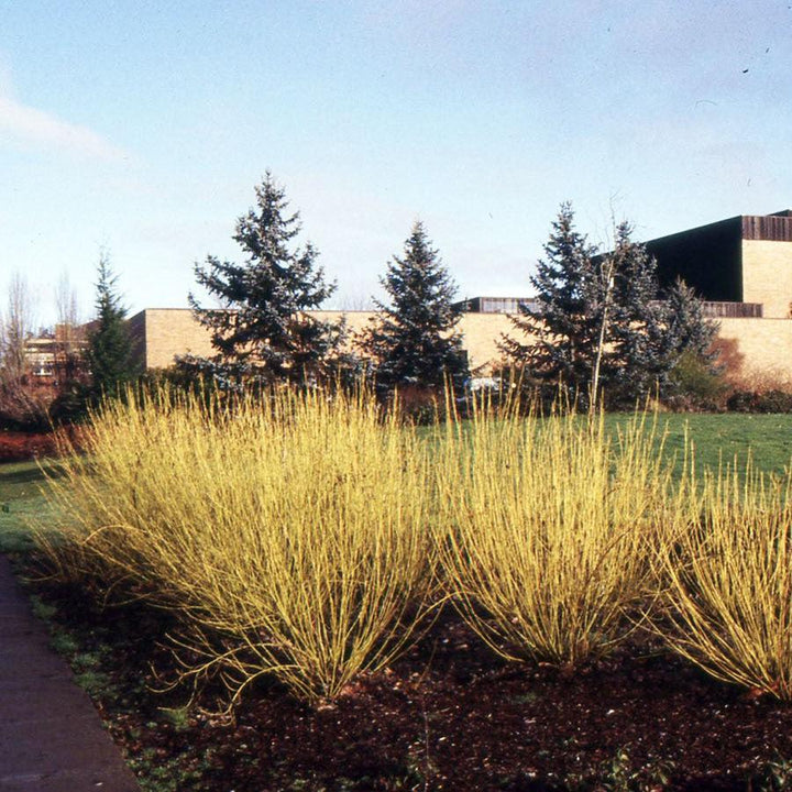 Cornus sericea 'Flaviramea' ~ Yellow Twig Dogwood-ServeScape