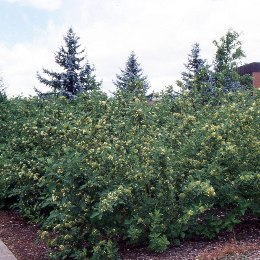 Cornus sericea 'Flaviramea' ~ Yellow Twig Dogwood-ServeScape