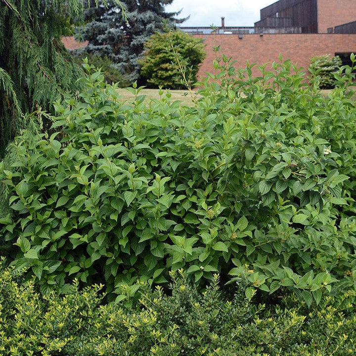 Cornus sericea 'Flaviramea' ~ Yellow Twig Dogwood-ServeScape