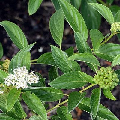 Cornus sericea 'Flaviramea' ~ Yellow Twig Dogwood-ServeScape