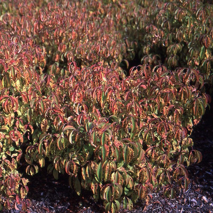 Cornus sericea 'Kelseyi' ~ Kelseyi Red Twig Dogwood-ServeScape