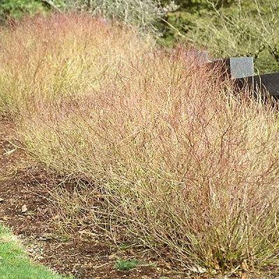 Cornus sericea 'Kelseyi' ~ Kelseyi Red Twig Dogwood-ServeScape