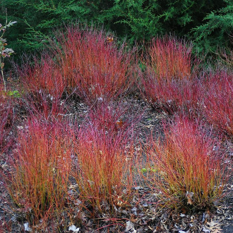 Cornus sericea 'Kelseyi' ~ Kelseyi Red Twig Dogwood-ServeScape