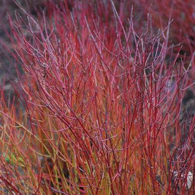 Cornus sericea 'Kelseyi' ~ Kelseyi Red Twig Dogwood-ServeScape