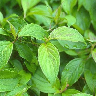 Cornus sericea 'Kelseyi' ~ Kelseyi Red Twig Dogwood-ServeScape