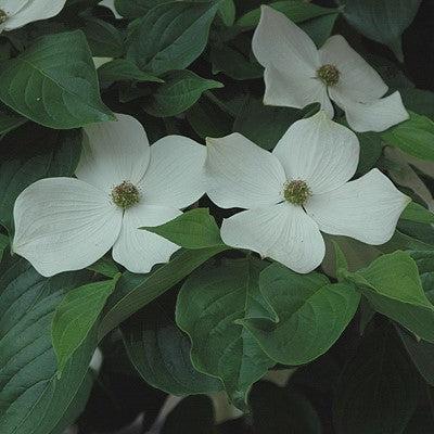 Cornus x elwinortonii 'KN4-43' ~ Starlight® Dogwood-ServeScape