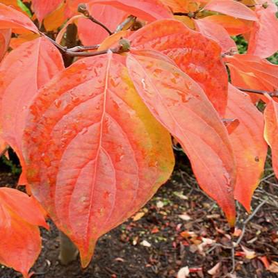 Cornus x elwinortonii 'KN4-43' ~ Starlight® Dogwood-ServeScape