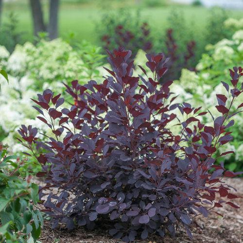 Cotinus coggygria 'NCCO1' ~ Winecraft Black® Smokebush-ServeScape