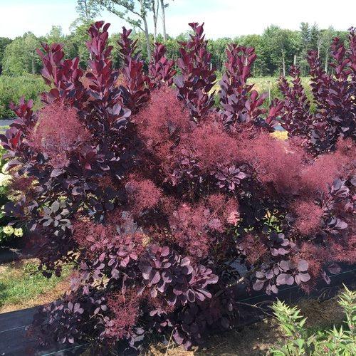 Cotinus coggygria 'NCCO1' ~ Winecraft Black® Smokebush-ServeScape