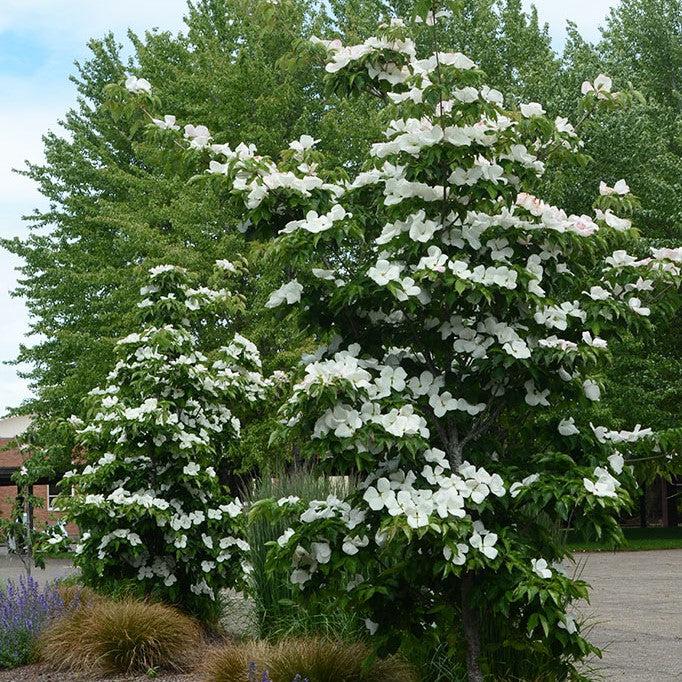 Cornus x 'KN30-8' ~ Venus® Dogwood-ServeScape