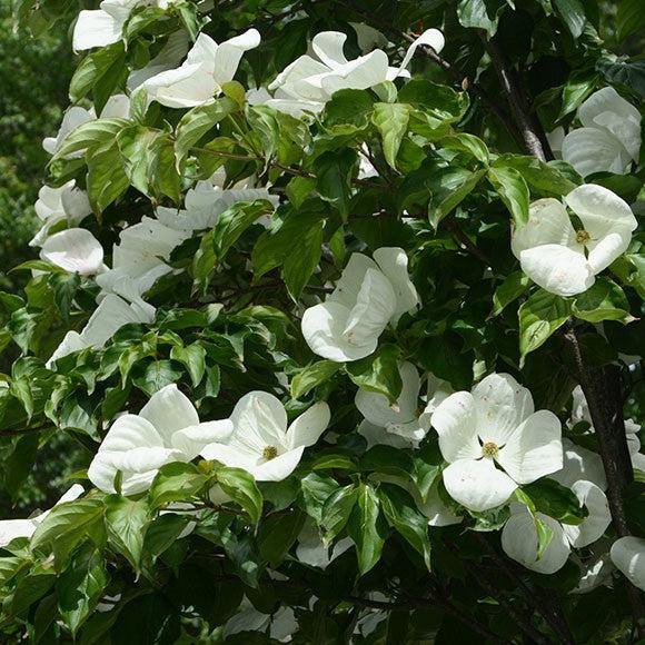 Cornus x 'KN30-8' ~ Venus® Dogwood-ServeScape