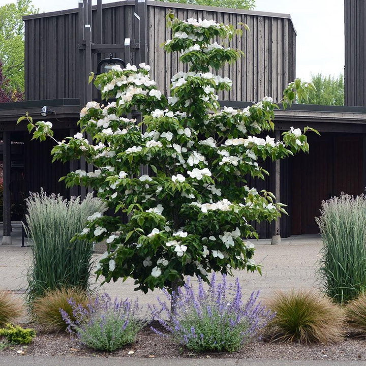 Cornus x 'KN30-8' ~ Venus® Dogwood-ServeScape