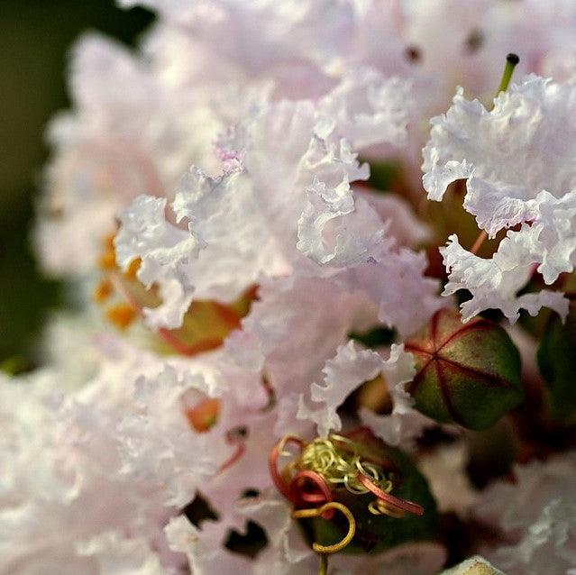 Lagerstroemia indica 'HOCH873' ~ Summerlasting™ Coconut Crape Myrtle-ServeScape