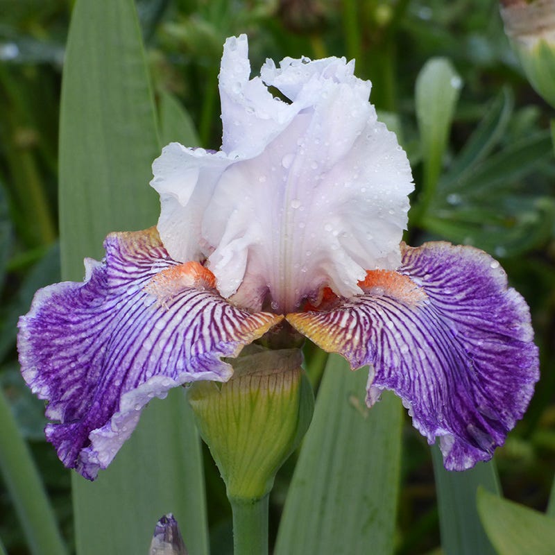 Iris germanica 'Crows Feet' ~ Crows Feet Bearded Iris-ServeScape