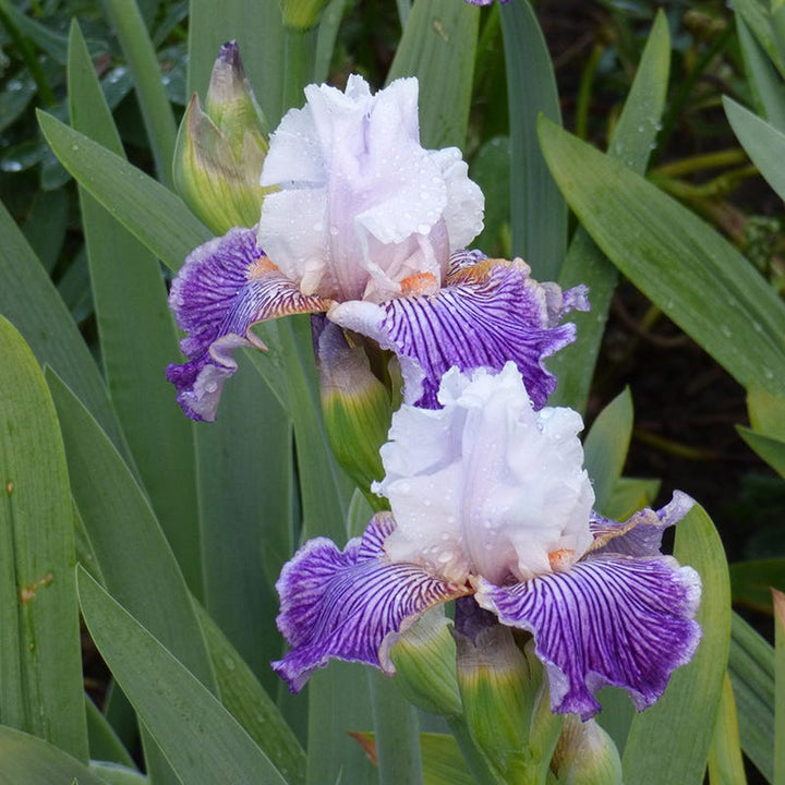 Iris germanica 'Crows Feet' ~ Crows Feet Bearded Iris-ServeScape