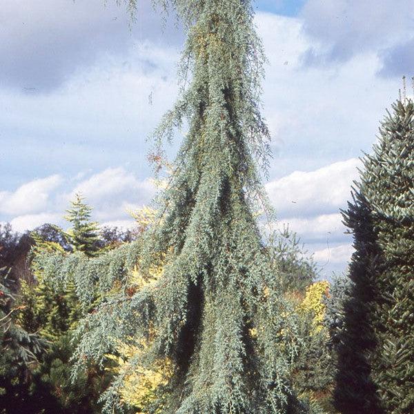 Cupressus arizonica 'Raywood's Weeping' ~ Raywood's Weeping Arizona Cypress-ServeScape