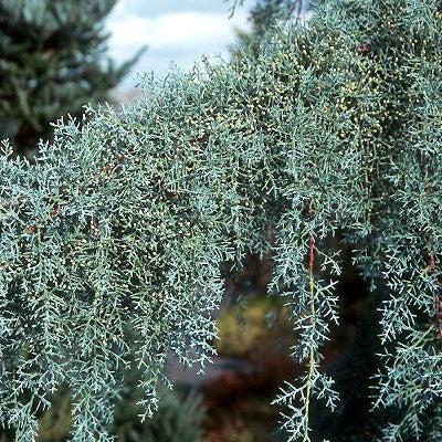 Cupressus arizonica 'Raywood's Weeping' ~ Raywood's Weeping Arizona Cypress-ServeScape