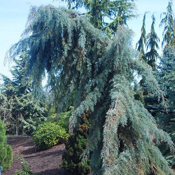 Cupressus arizonica 'Raywood's Weeping' ~ Raywood's Weeping Arizona Cypress-ServeScape