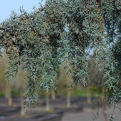 Cupressus arizonica 'Raywood's Weeping' ~ Raywood's Weeping Arizona Cypress-ServeScape