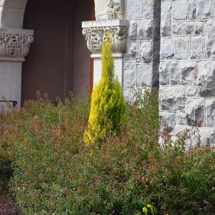 Cupressus macrocarpa 'Goldcrest Wilma' ~ Goldcrest Wilma Lemon Cypress-ServeScape