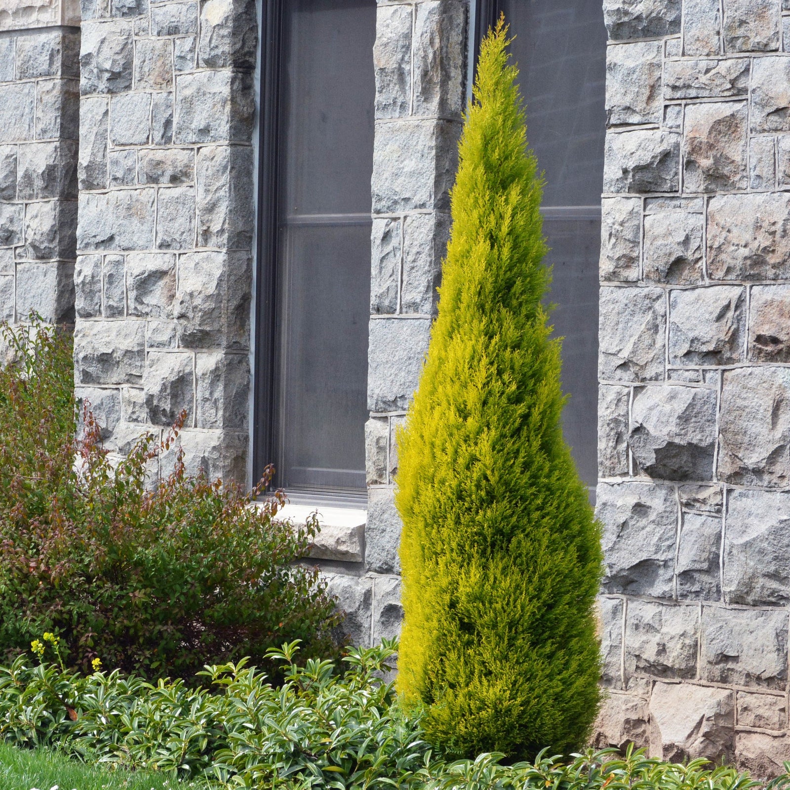 Cupressus macrocarpa 'Goldcrest Wilma' ~ Goldcrest Wilma Lemon Cypress-ServeScape