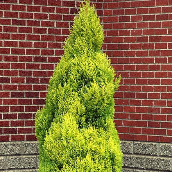 Cupressus macrocarpa 'Goldcrest Wilma' ~ Goldcrest Wilma Lemon Cypress-ServeScape