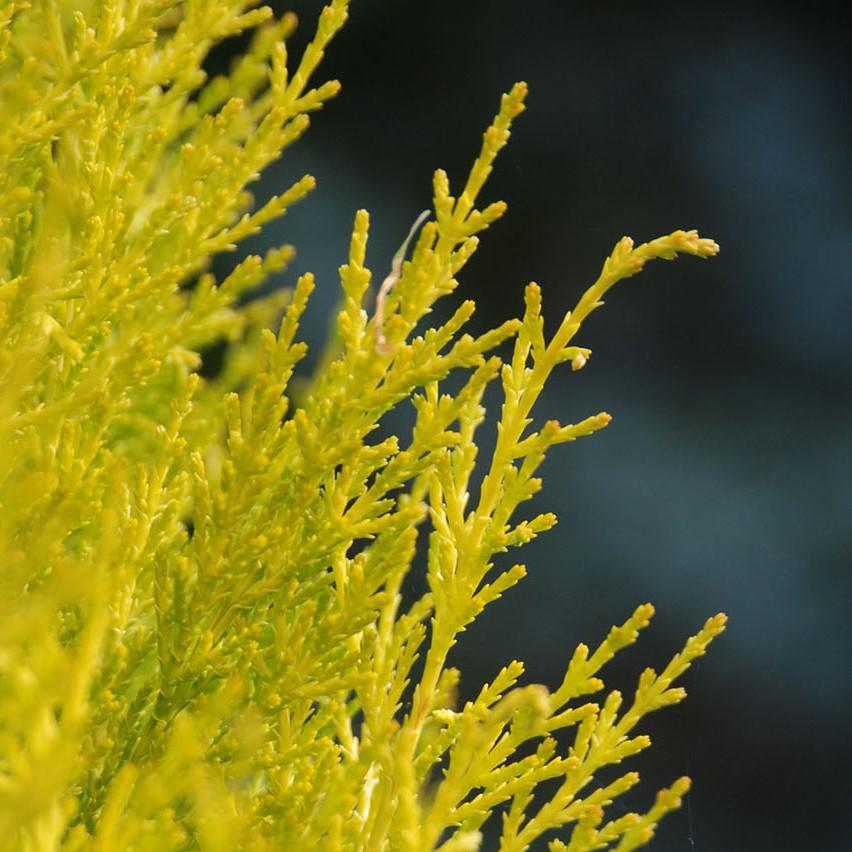 Cupressus macrocarpa 'Goldcrest Wilma' ~ Goldcrest Wilma Lemon Cypress-ServeScape