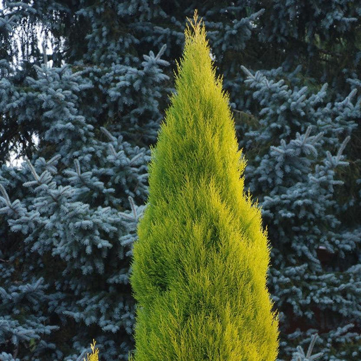 Cupressus macrocarpa 'Goldcrest Wilma' ~ Goldcrest Wilma Lemon Cypress-ServeScape