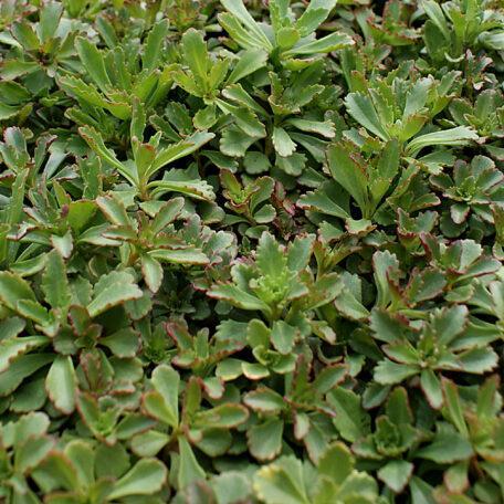 Sedum x 'Czar's Gold' ~ Czar's Gold Stonecrop-ServeScape