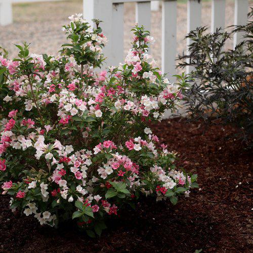 Weigela florida 'VUKOZGemini' ~ Czechmark Trilogy® Weigela-ServeScape