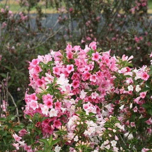 Weigela florida 'VUKOZGemini' ~ Czechmark Trilogy® Weigela-ServeScape