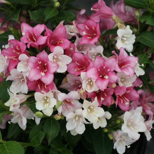 Weigela florida 'VUKOZGemini' ~ Czechmark Trilogy® Weigela-ServeScape