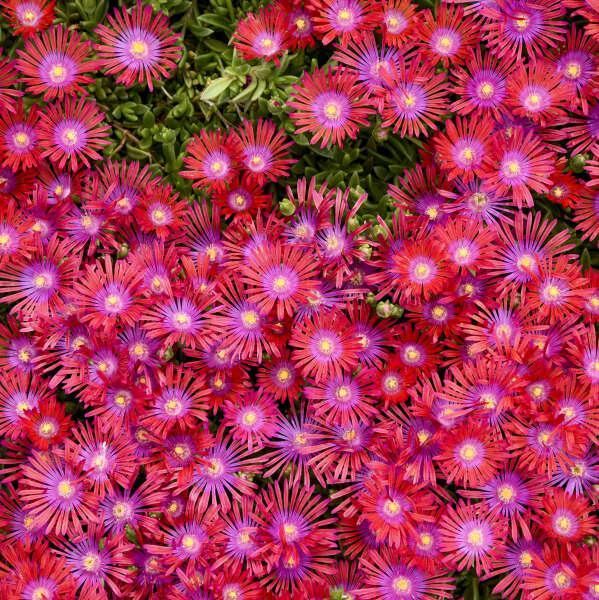 Delosperma 'Action Shot' ~ Flashmob™ ‘Action Shot’ Ice Plant-ServeScape