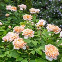 Rosa 'Ausbrass' ~ The Lady Gardener® Rose-ServeScape