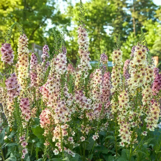 Verbascum 'Southern Charm' ~ Southern Charm Mullein-ServeScape