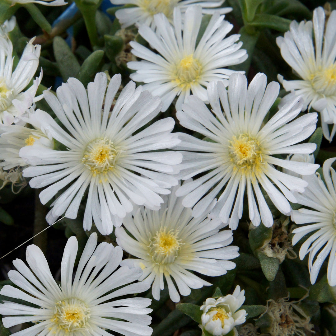 Delosperma nubigenum 'WOWDW7' ~ WOW® White Ice Plant-ServeScape