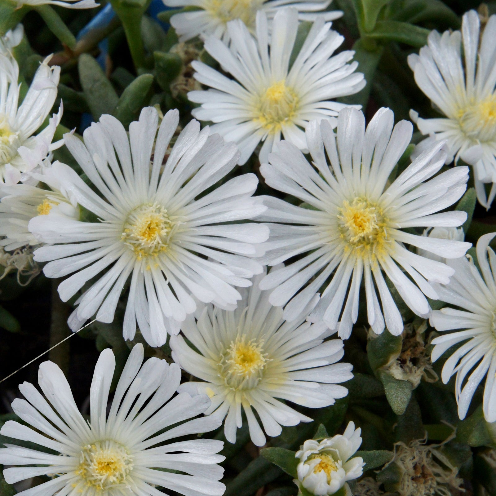 Delosperma nubigenum 'WOWDW7' ~ WOW® White Ice Plant-ServeScape