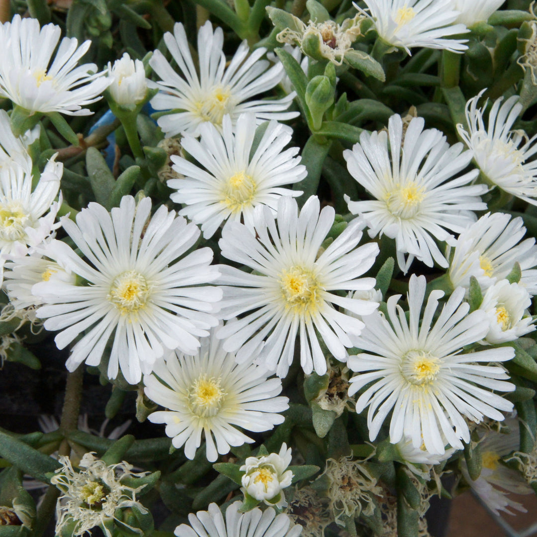 Delosperma nubigenum 'WOWDW7' ~ WOW® White Ice Plant-ServeScape