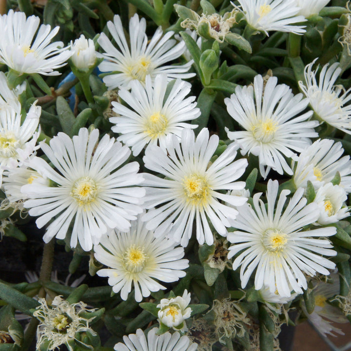 Delosperma nubigenum 'WOWDW7' ~ WOW® White Ice Plant-ServeScape