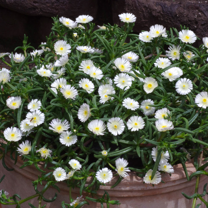 Delosperma nubigenum 'WOWDW7' ~ WOW® White Ice Plant-ServeScape