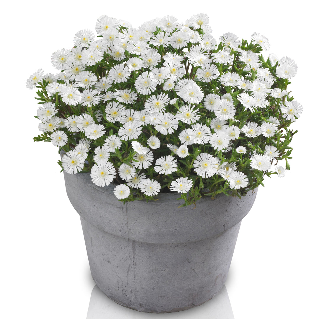 Delosperma nubigenum 'WOWDW7' ~ WOW® White Ice Plant-ServeScape