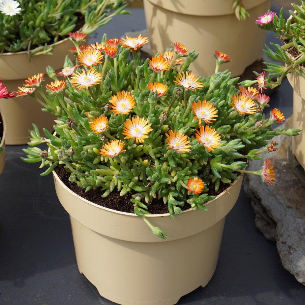 Delosperma cooperi 'Jewel of Desert Topaz' PP23,492 ~ Jewel of Desert® Topaz Ice Plant-ServeScape