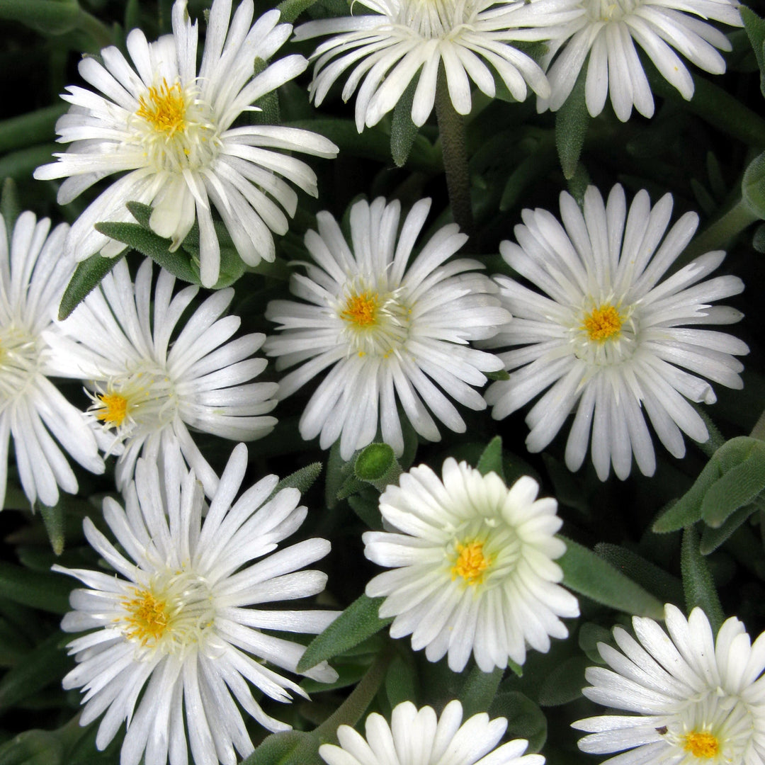 Delosperma cooperi 'Jewel of Desert Moonstone' ~ Jewel of Desert® Moonstone Ice Plant