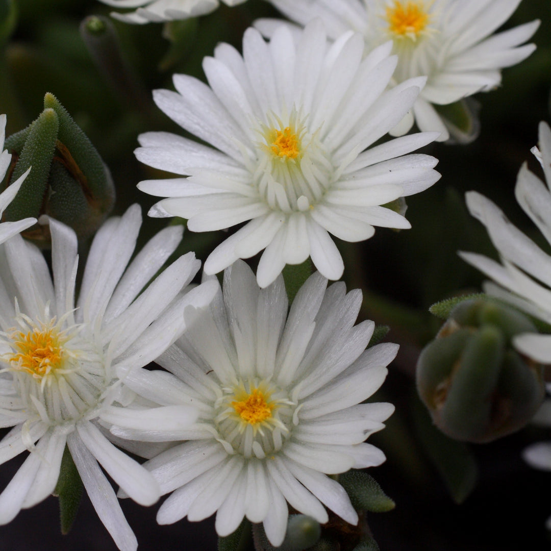 Delosperma cooperi 'Jewel of Desert Moonstone' ~ Jewel of Desert® Moonstone Ice Plant