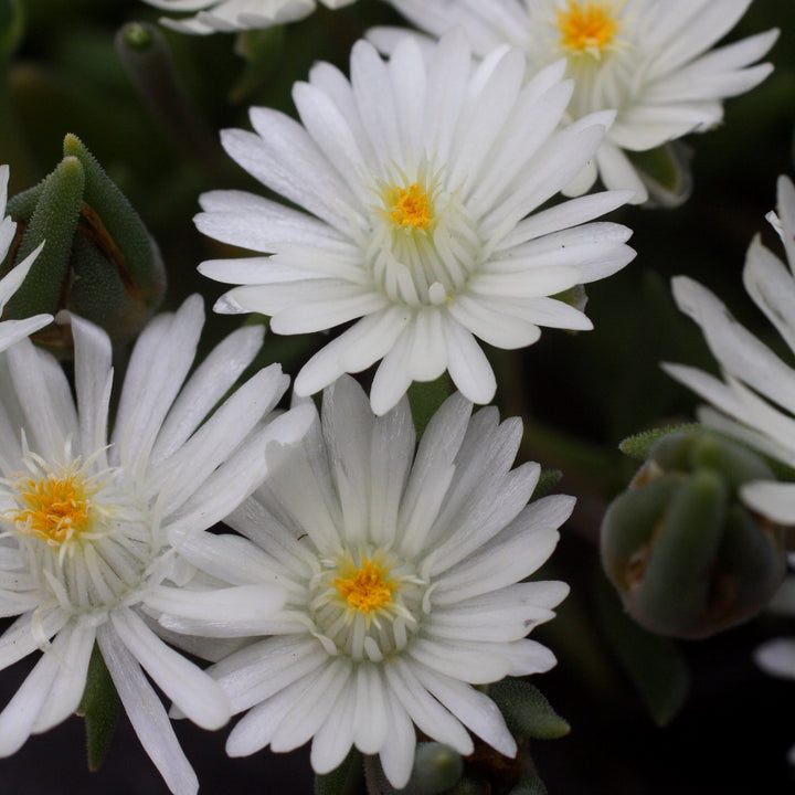 Delosperma cooperi 'Jewel of Desert Moonstone' ~ Jewel of Desert® Moonstone Ice Plant-ServeScape