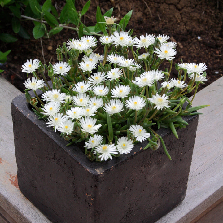 Delosperma cooperi 'Jewel of Desert Moonstone' ~ Jewel of Desert® Moonstone Ice Plant-ServeScape