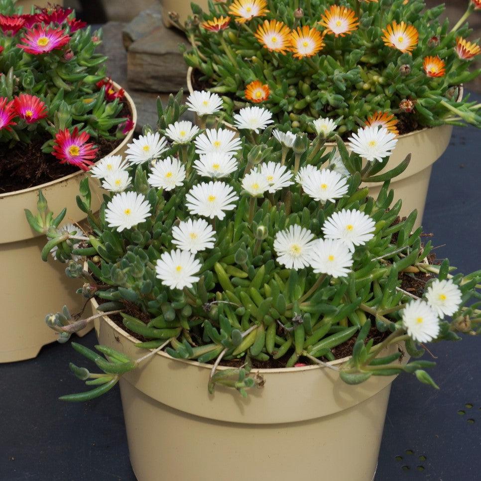 Delosperma cooperi 'Jewel of Desert Moonstone' ~ Jewel of Desert® Moonstone Ice Plant-ServeScape