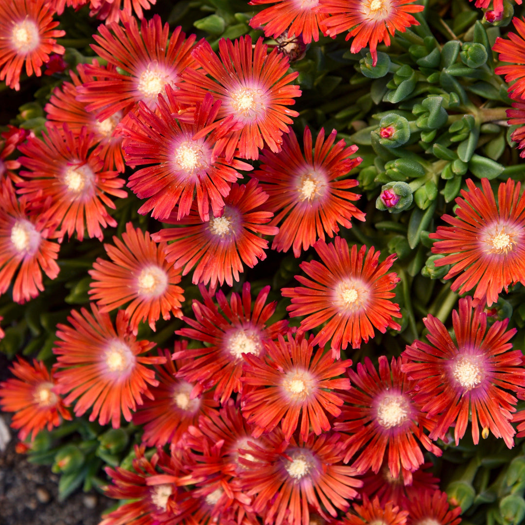 Delosperma ‘Dancing Embers’ PP36547 ~ Kaleidoscope™ ‘Dancing Embers’ Ice Plant-ServeScape