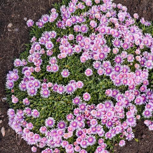 Delosperma 'Pink Radiance' ~ Kaleidoscope™ Pink Radiance Ice Plant-ServeScape